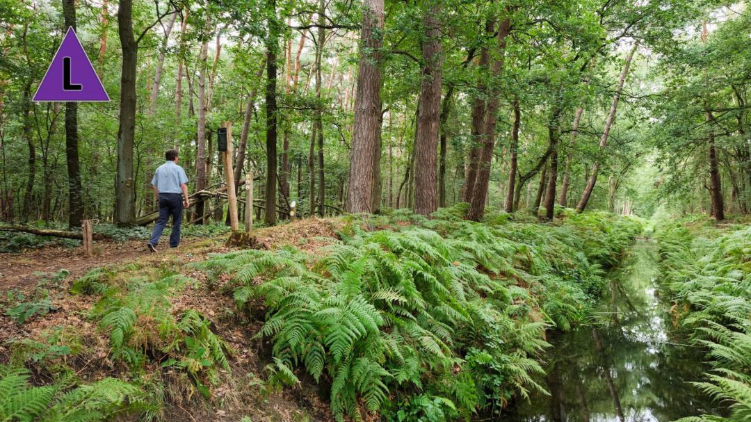 Wandelaar in het Weerterbos Wandelaar in het Weerterbos