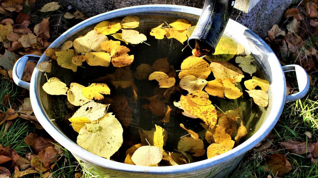 Gemeente Roermond verhoogt subsidie voor afkoppelen afvoer regenwater