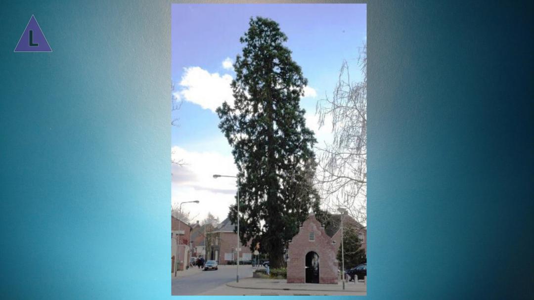 Mammoetboom Wessem aangemeld voor Boom van het Jaar