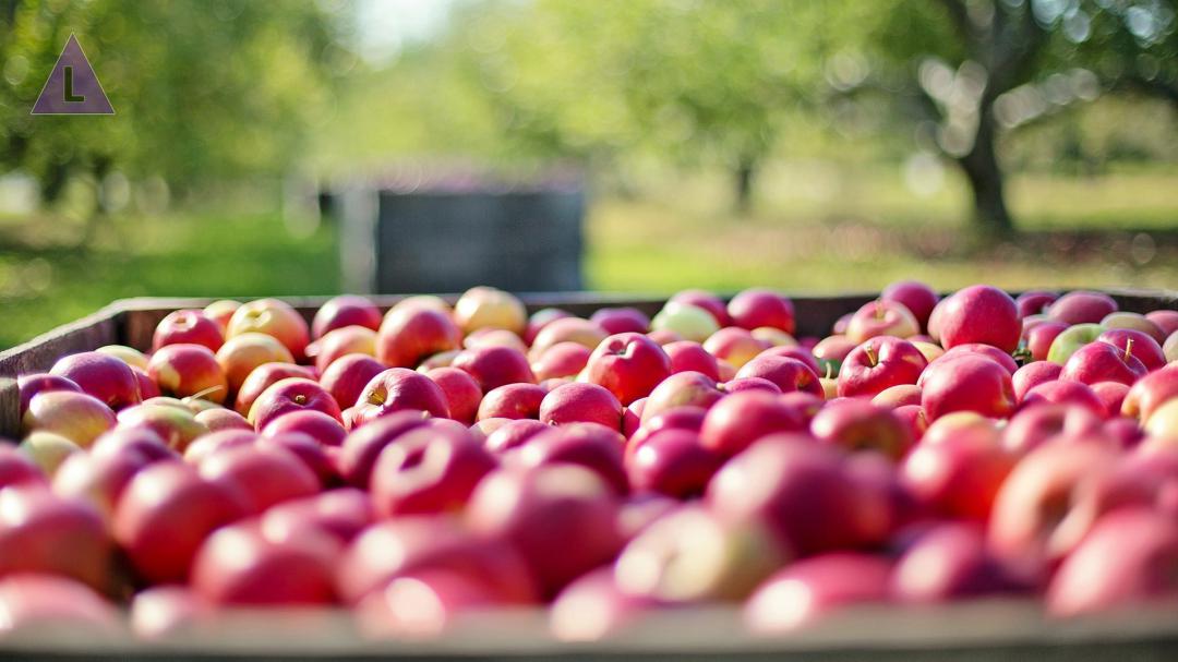 Lezing 'Hoe krijg je een productieve fruitboom(gaard) met jaarlijks goede opbrengsten?'