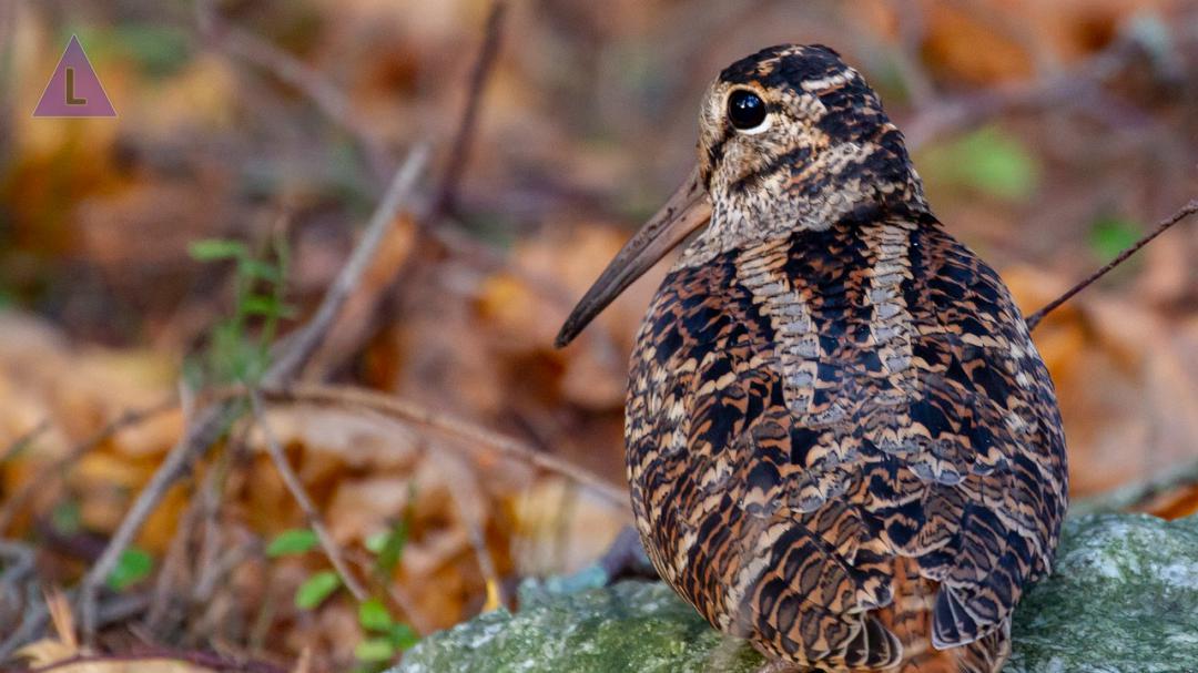 Themawandeling - Schemervogels in natuurgebied De Meinweg