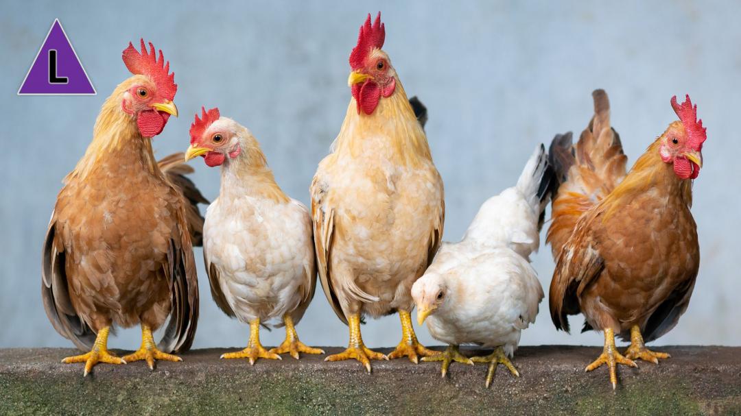Vogelgriep bij pluimveebedrijf in Molenbeersel, ook gevolgen voor Leudal