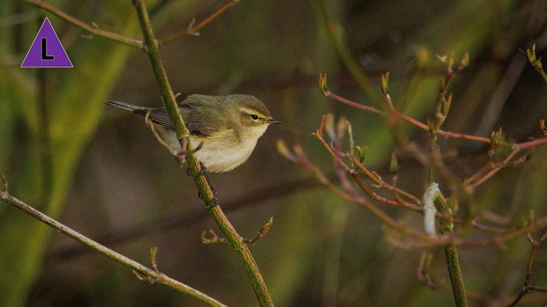 Vogelwandeling 'wie het eerst komt, wie het eerst maalt' in het Leudal