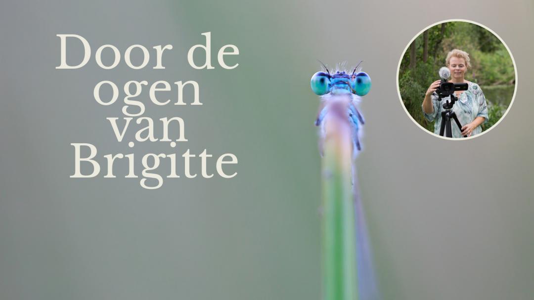 Brigitte - Bevers in de gemeente Leudal, vroeg opstaan loont!