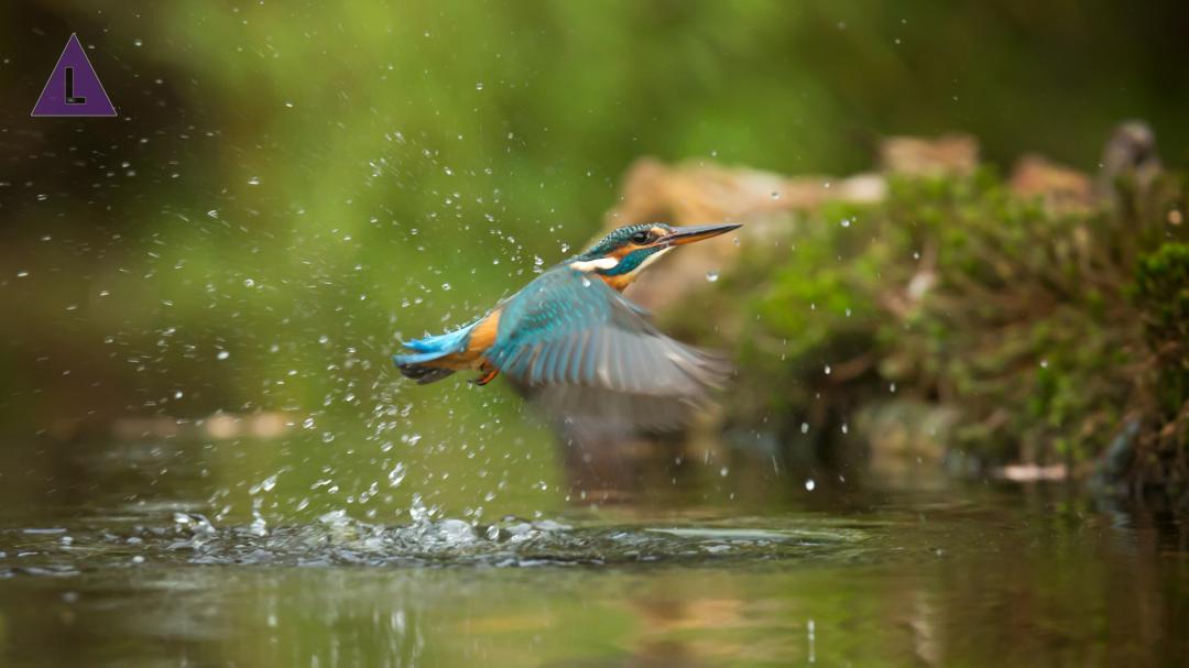 IJsvogel wordt regelmatig gespot bij De IJzeren Man in Weert IJsvogel wordt regelmatig gespot bij De IJzeren Man in Weert