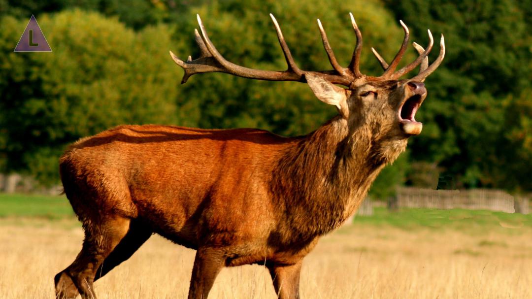 Burlende edelherten spotten in het Weerterbos