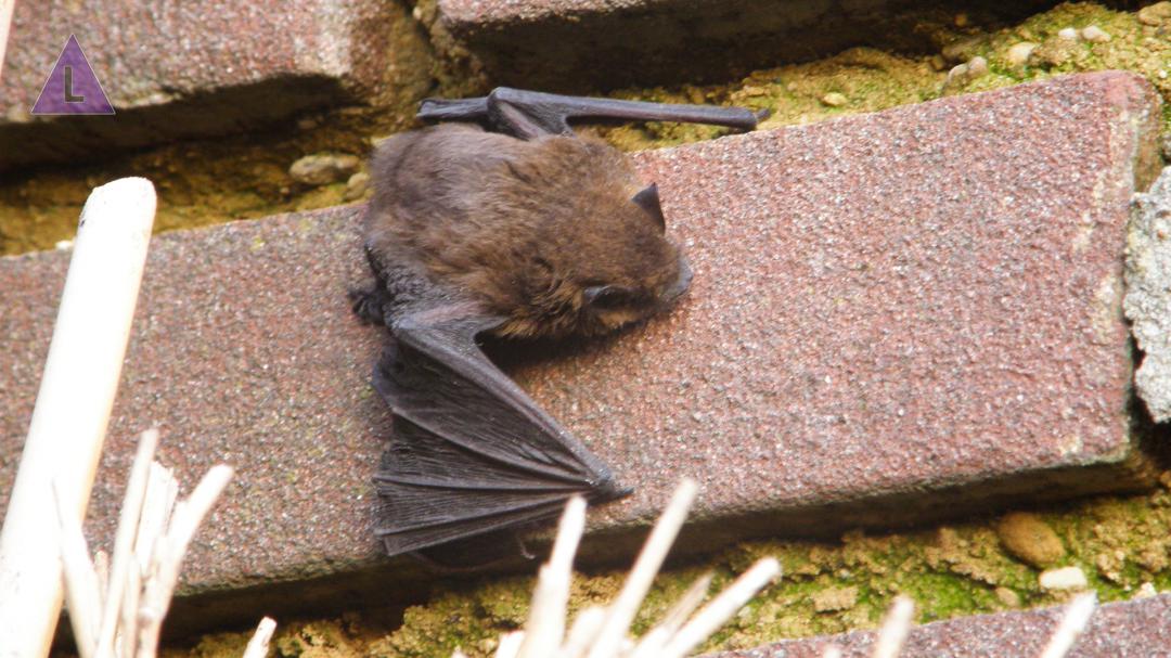 vleermuis vleermuis