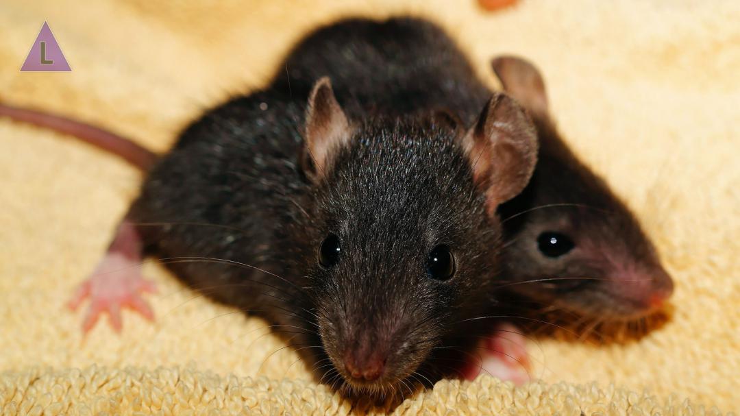 Buurtonderzoek zwarte ratten Ittervoort