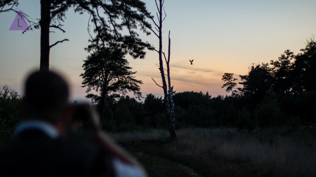 nachtzwaluw in Nationaal Park De Groote Peel