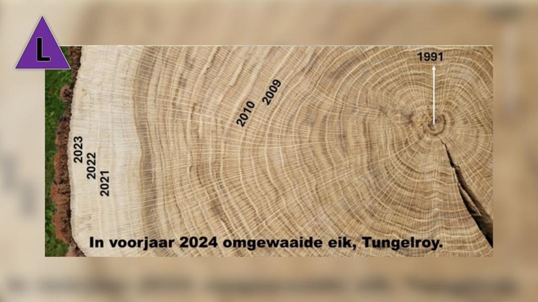 De jaarringen van een eikenboom, die in het voorjaar van 2024 in Tungelroy is omgewaaid
